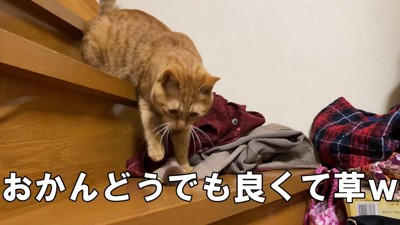 だいず君はマイペースに遊んでいます