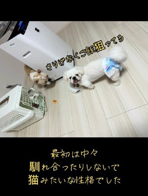 新しく家族になった!