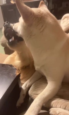 懲りないサンちゃんでした