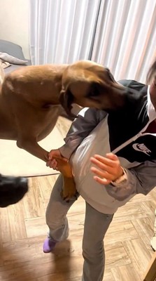 女の子に飛びつく茶色い犬