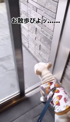 開いたドアの前に立つ犬