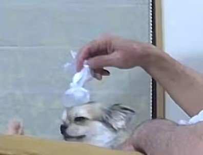 チワワサイズの氷のう