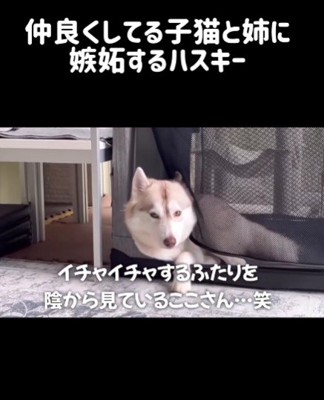 ここちゃんがヤキモチ！