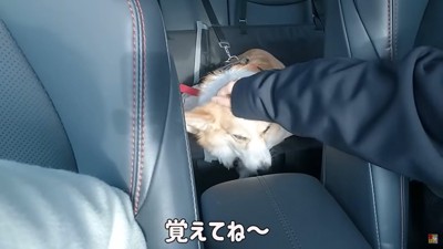 なでられる犬