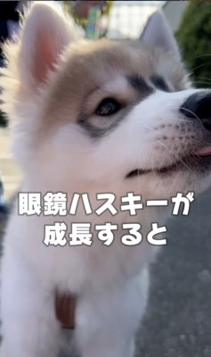 蓮くんの赤ちゃん時代と成長後の姿2