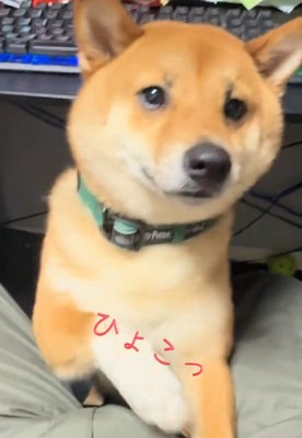 顔を出すこてつ君