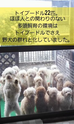 多頭飼育崩壊の現場