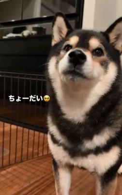 あざと可愛いももちゃん