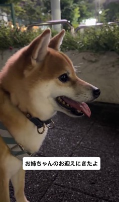 お姉ちゃんを待つ小型犬