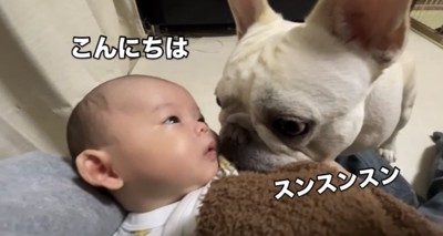 赤ちゃんの匂いを嗅ぐ犬