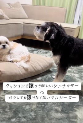 頼もしい先輩犬