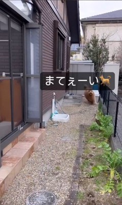 ブランくんとの鬼ごっこ2