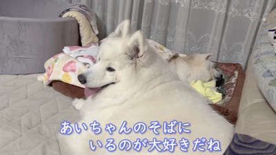 今度はアイスちゃんが添い寝♡