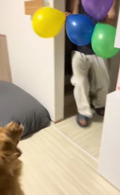 たくさん風船が出てきた時のさらちゃん3