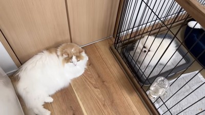 ケージの中の犬を見守る猫