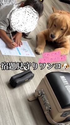 勉強をする女の子を見守る犬