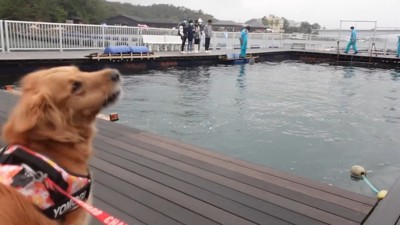 興奮して「ワン!」