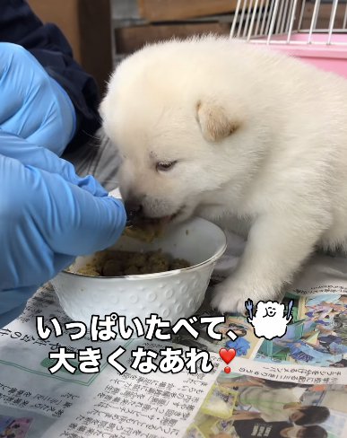 離乳食を食べる柴犬のパピー