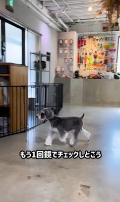 トリミング後のなぎちゃん9