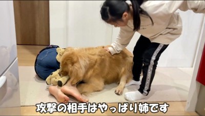 ぬいぐるみを咥えながら、黒い服を着た女の子に覆い被さる犬