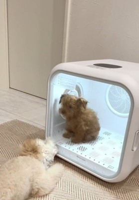 扉を噛む犬1