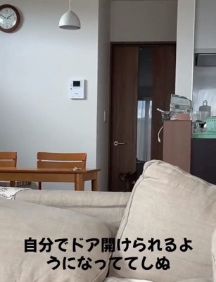 ドアの前に座るくっきーちゃん