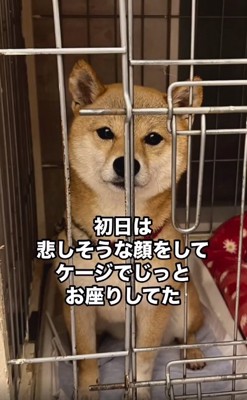 不安そうなすももちゃん