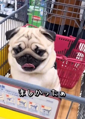楽しそうなむさし君