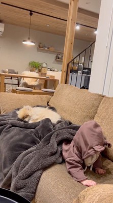 ソファの上で眠る犬と女の子