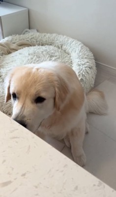 頭を下げる大型犬