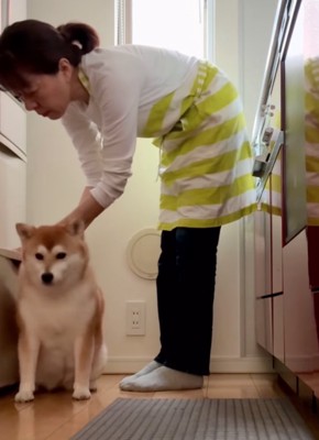 冷蔵庫の扉を体でブロックする柴犬