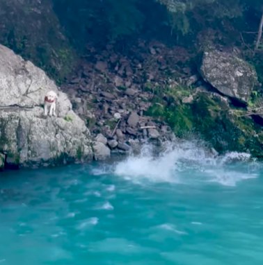 川に飛び込む男性と驚くゴールデンドゥードゥル