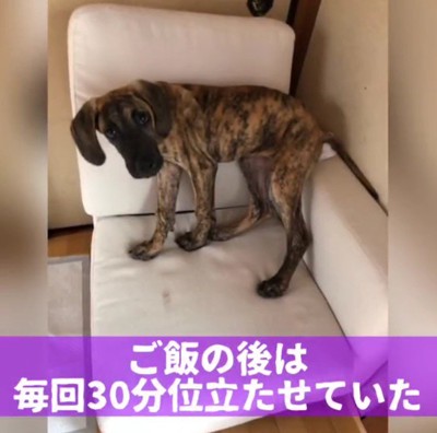 ソファの上に立つ子犬