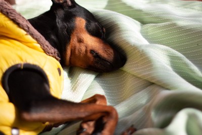横になって眠る犬