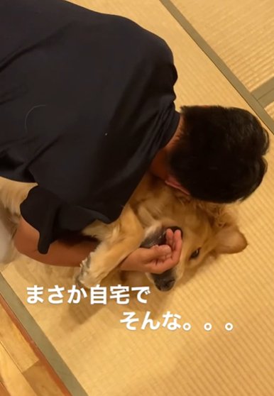 男性に覆いかぶさられる仰向けのゴールデンレトリバー