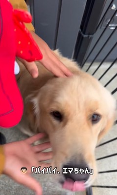 大型犬を撫でる長男