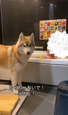 お風呂で遊ぶ赤ちゃんと茶々丸くん4