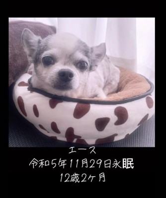 12歳で亡くなったエースちゃん