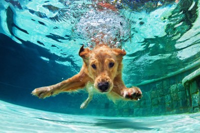 泳ぐ犬