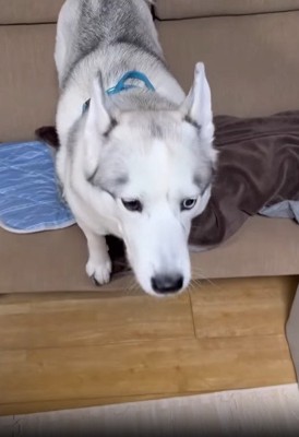 犬の顔のアップ