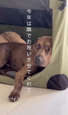 リバくんが2歳になるまで4