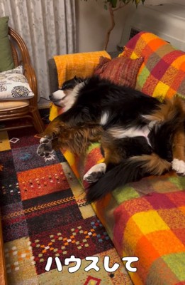 ハウスをお願いする飼い主さん