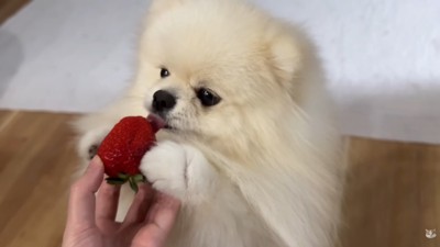 お手々を添えてペロペロ♪