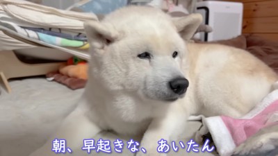 柴犬のあいちゃん