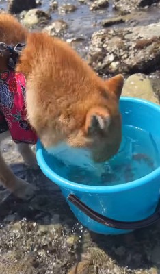 バケツの中の海水に顔を突っ込む犬