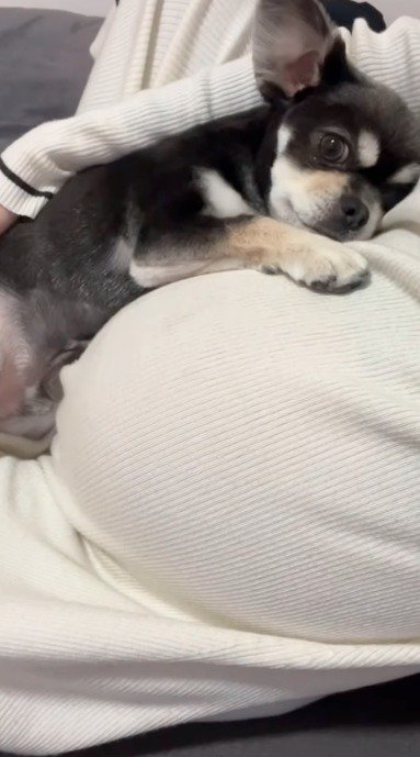 女性のお腹に身を寄せて横になる犬