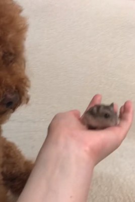 ハムスターを見つめる犬