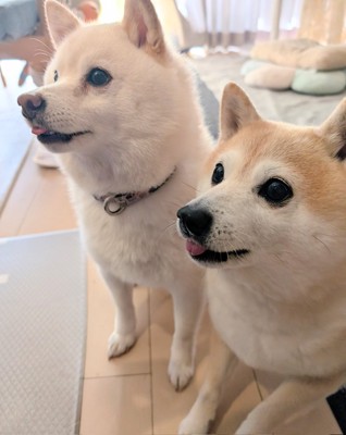 仲良しコンビ