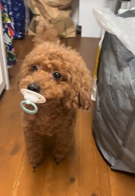 可愛すぎて怒れません♡
