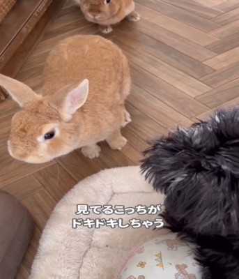 うさぎ2匹と犬1